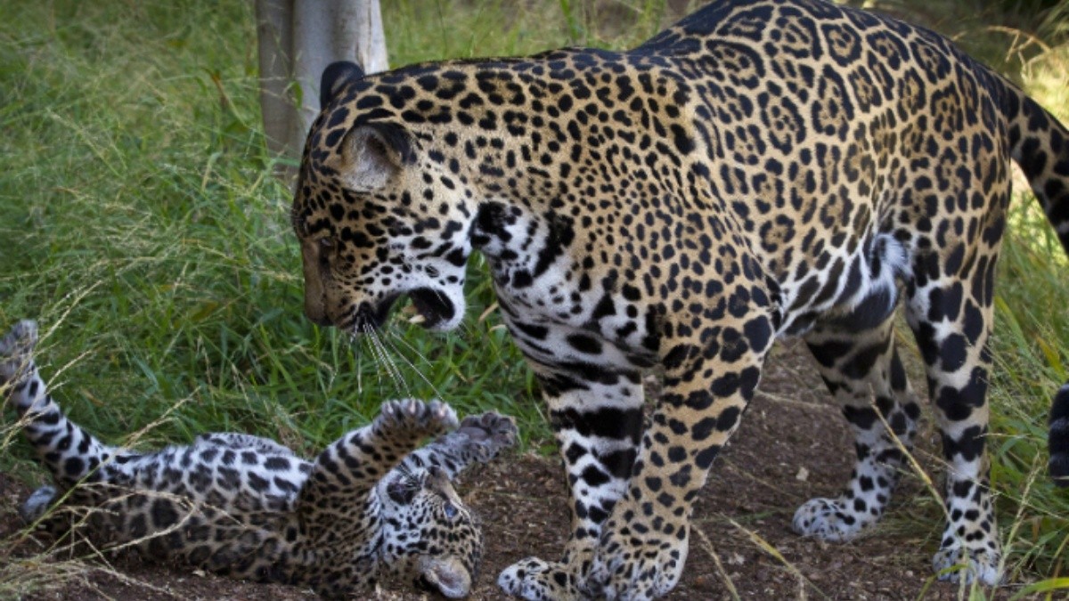 Visita el corredor natural en Quintana Roo, ad&eacute;ntrate al ecoturismo