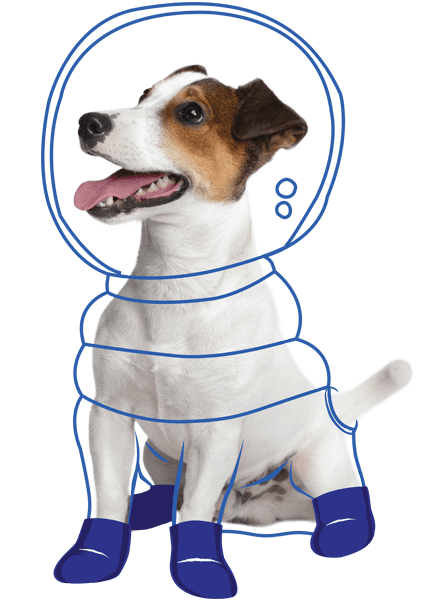 Descubre por qué Laika es la mejor opción para el cuidado de mascotas