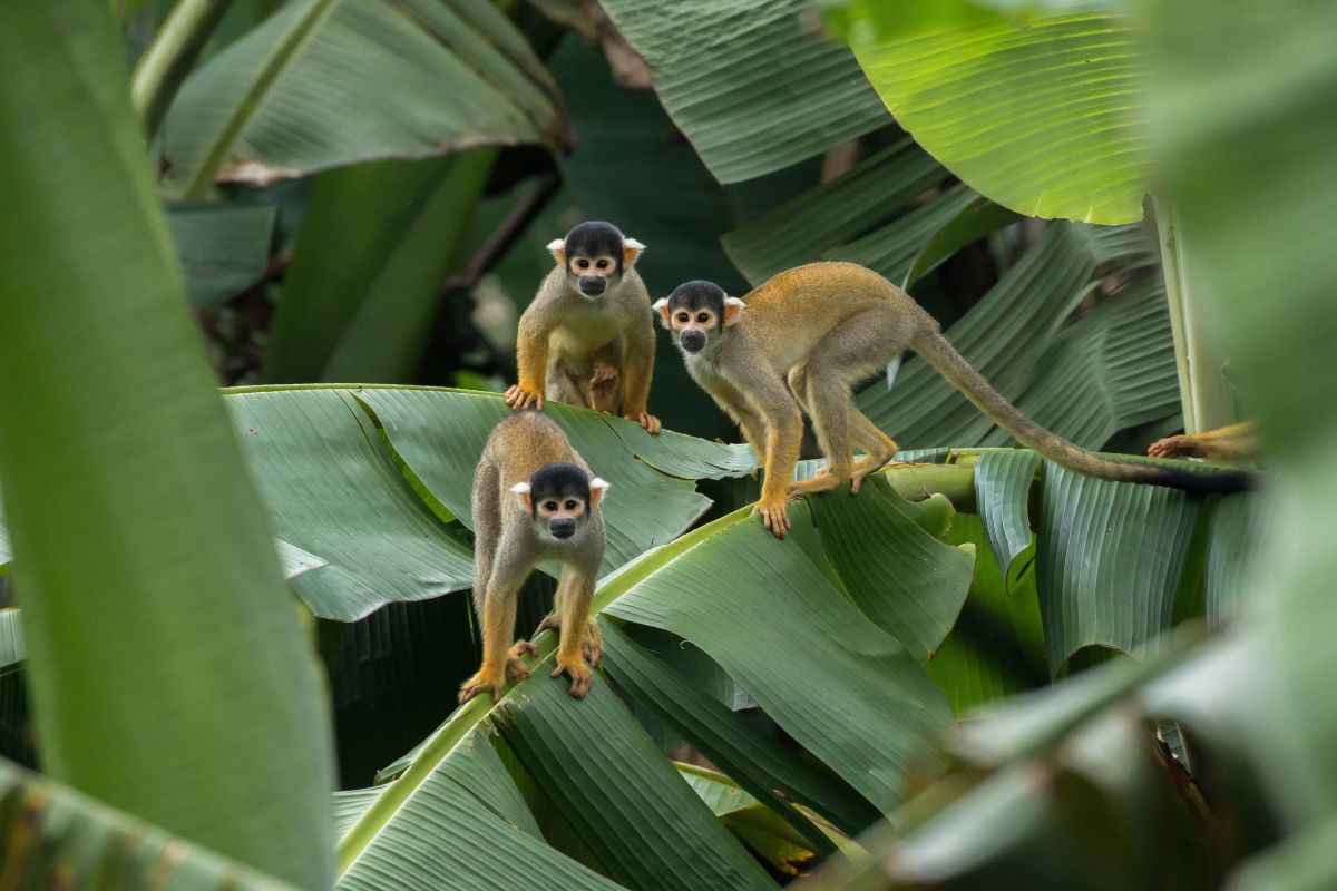 Amazonia peruana