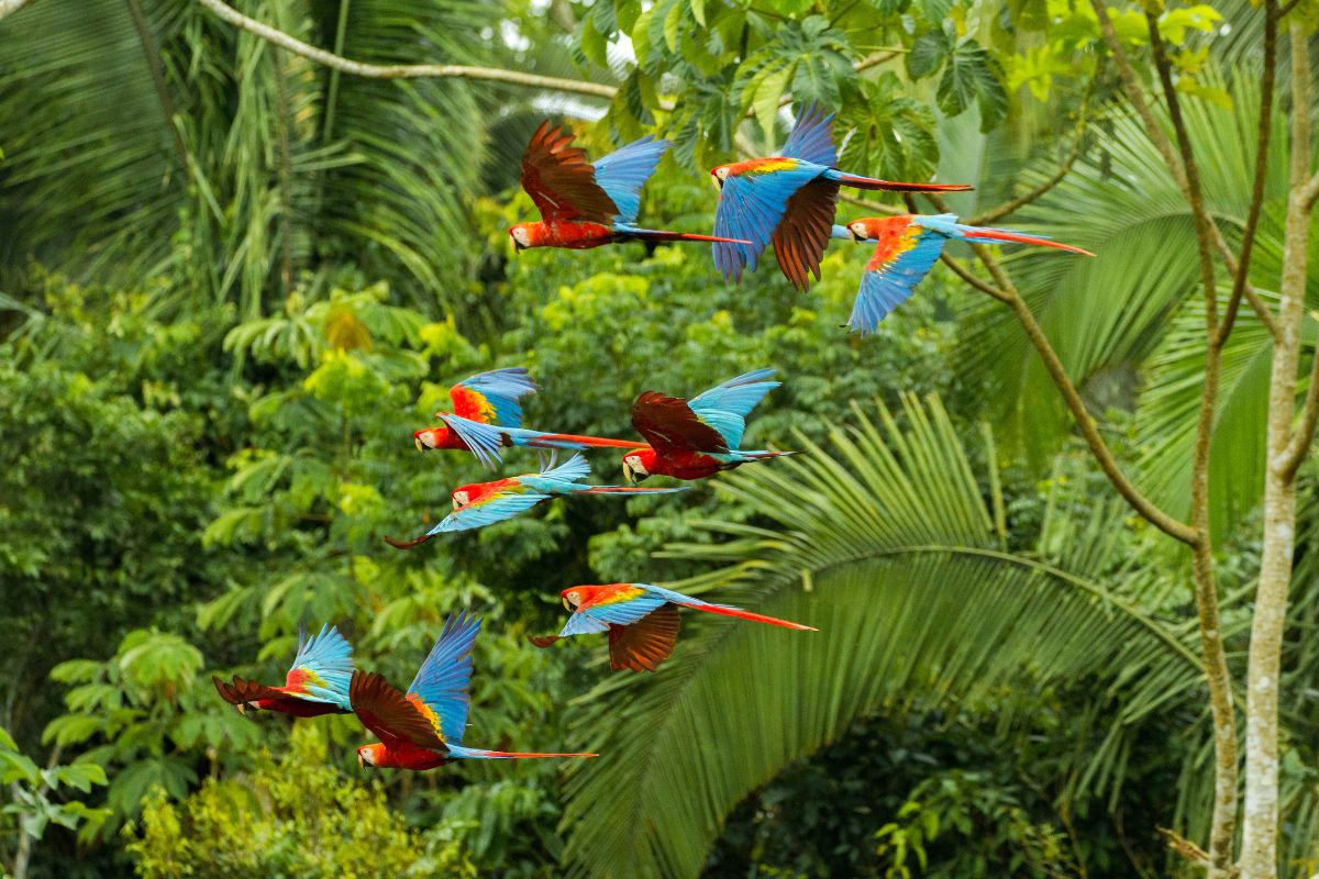 Amazonia peruana